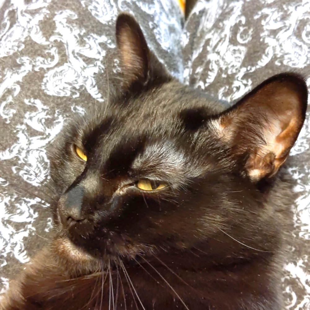 Rotten Cat